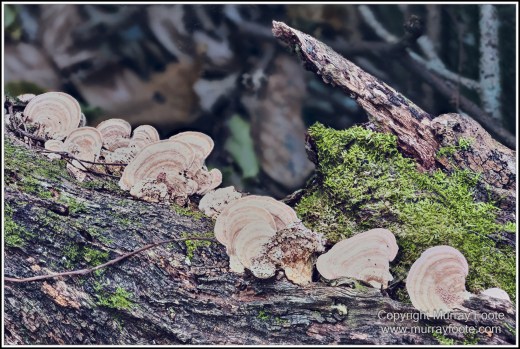 Cairns, Fitzroy Island, Landscape, Nature, Photography, Queensland, seascape, Travel, Wilderness