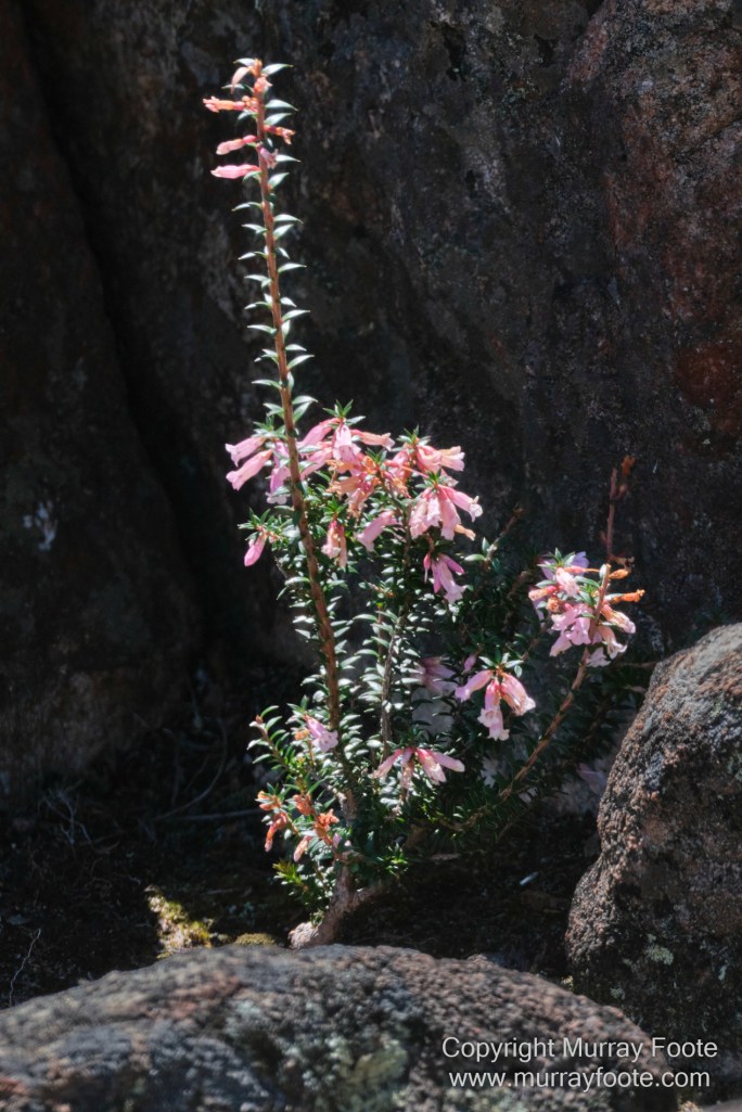 Bicheno, Coles Bay, Landscape, Macro, Milky Way, Photography, Tasmania, Travel.
