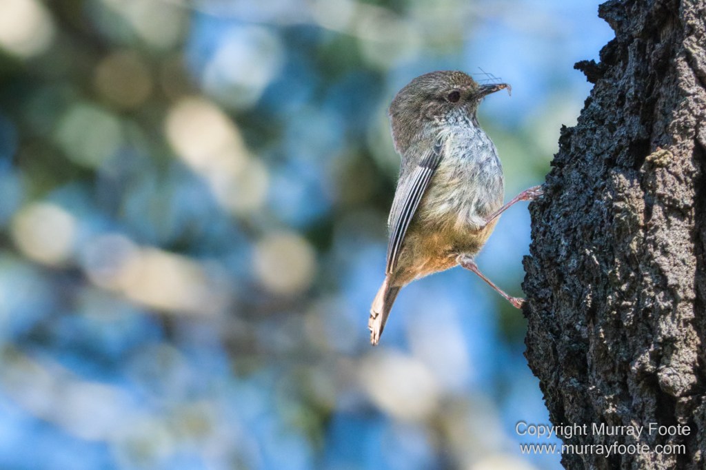 Birds, Coles Bay, Landscape, Macro, Milky Way, Photography, Port Arthur, Sleepy Bay, Tasmania, Tessellated pavement, Thumbs Lookout, Travel