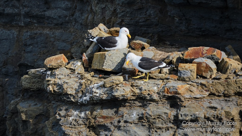 Birds, Coles Bay, Landscape, Macro, Milky Way, Photography, Port Arthur, Sleepy Bay, Tasmania, Tessellated pavement, Thumbs Lookout, Travel