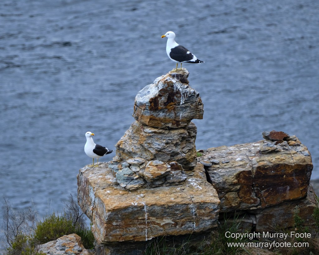 Birds, Coles Bay, Landscape, Macro, Milky Way, Photography, Port Arthur, Sleepy Bay, Tasmania, Tessellated pavement, Thumbs Lookout, Travel