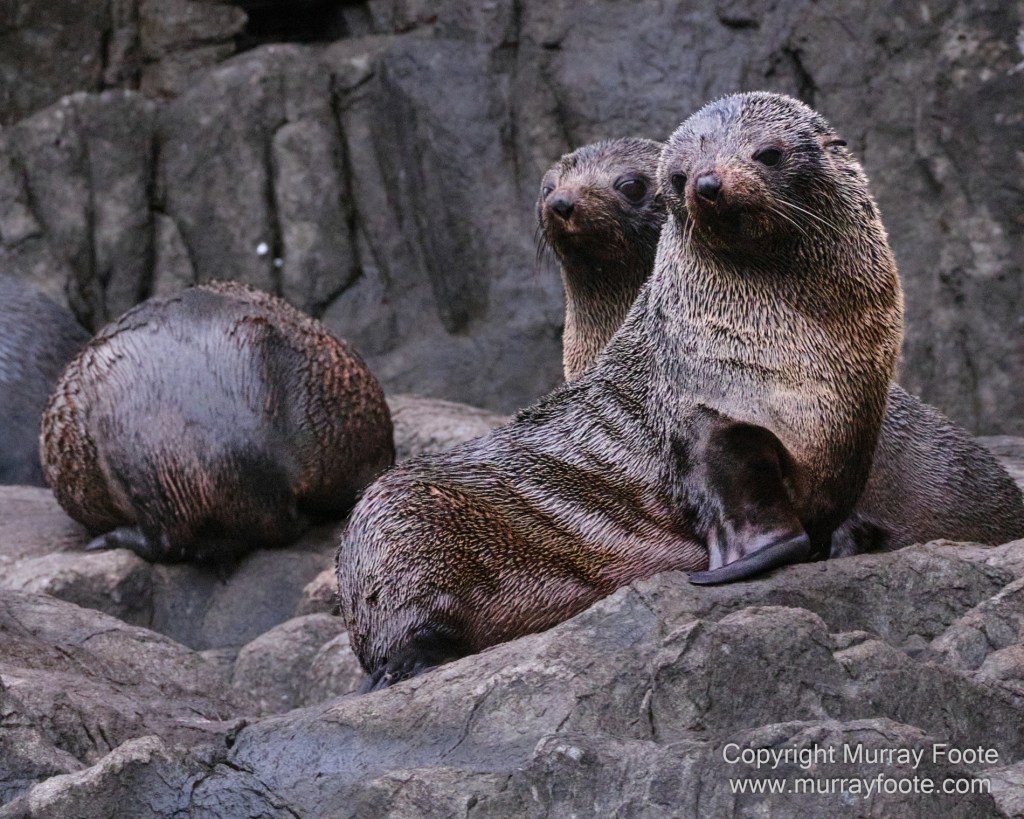 Birds, Cape Pillar, Landscape, Lighthouses, Photography, Port Arthur, Sea Eagle, Seals, Tasman Island, Tasmania, Travel, Whales