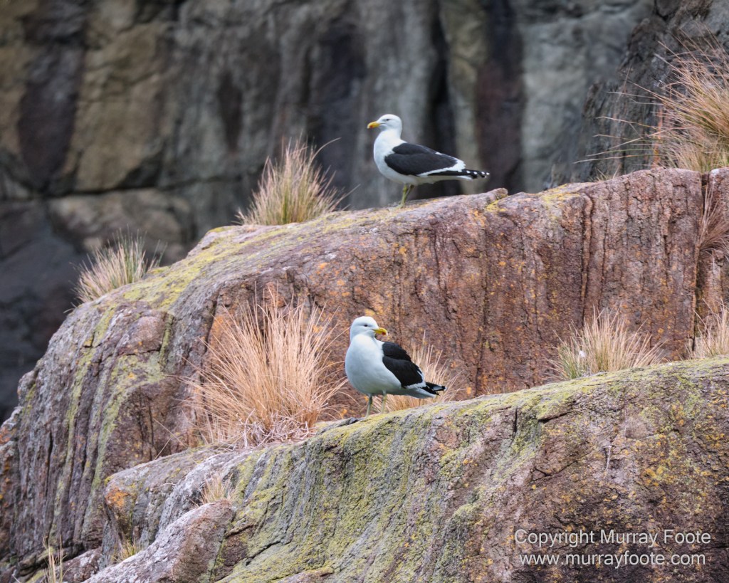 Birds, Cape Pillar, Landscape, Lighthouses, Photography, Port Arthur, Sea Eagle, Seals, Tasman Island, Tasmania, Travel, Whales