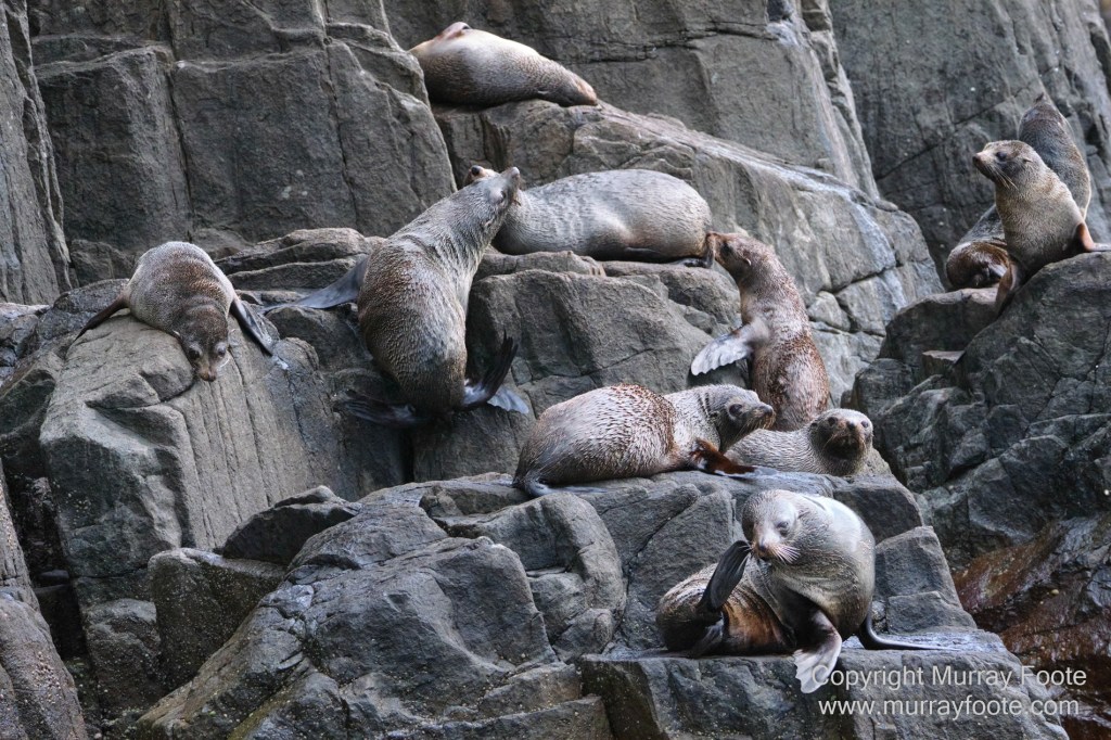 Birds, Cape Pillar, Landscape, Lighthouses, Photography, Port Arthur, Sea Eagle, Seals, Tasman Island, Tasmania, Travel, Whales