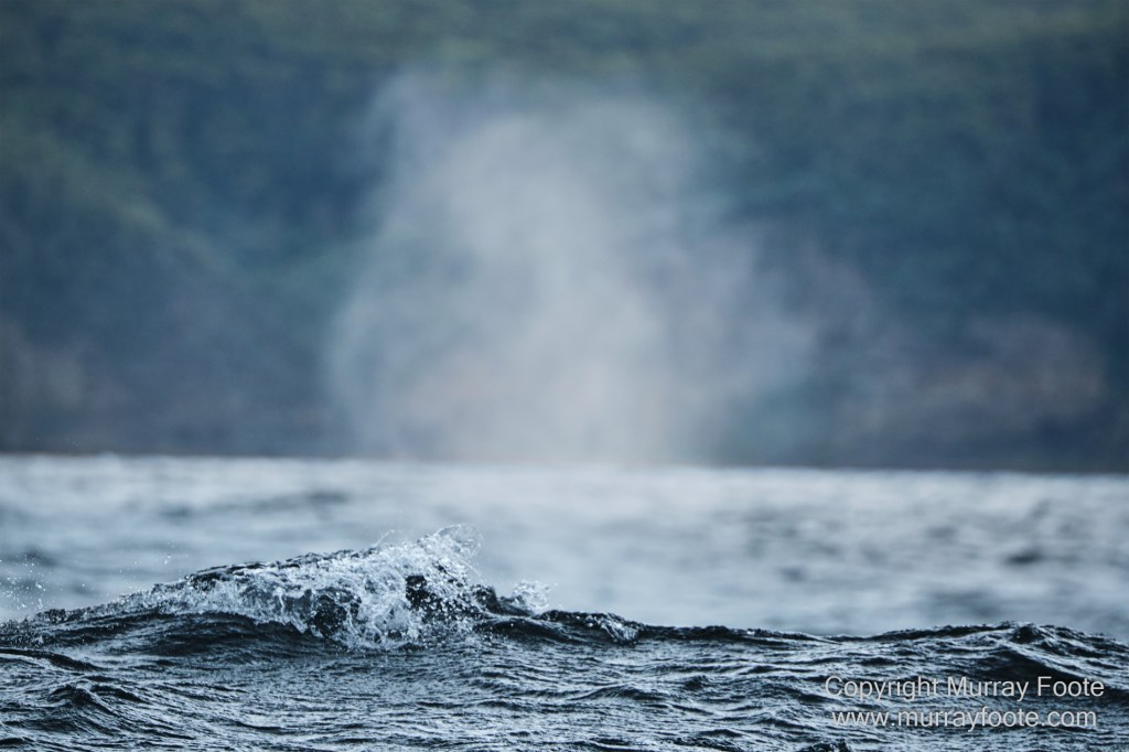 Birds, Cape Pillar, Landscape, Lighthouses, Photography, Port Arthur, Sea Eagle, Seals, Tasman Island, Tasmania, Travel, Whales