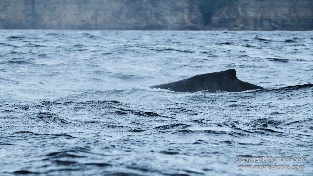 Birds, Cape Pillar, Landscape, Lighthouses, Photography, Port Arthur, Sea Eagle, Seals, Tasman Island, Tasmania, Travel, Whales
