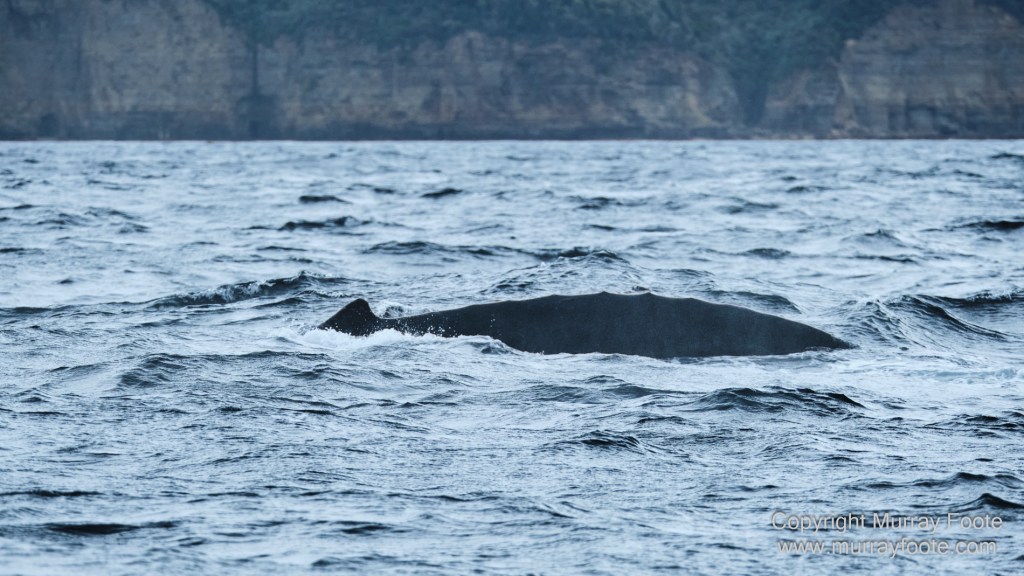 Birds, Cape Pillar, Landscape, Lighthouses, Photography, Port Arthur, Sea Eagle, Seals, Tasman Island, Tasmania, Travel, Whales