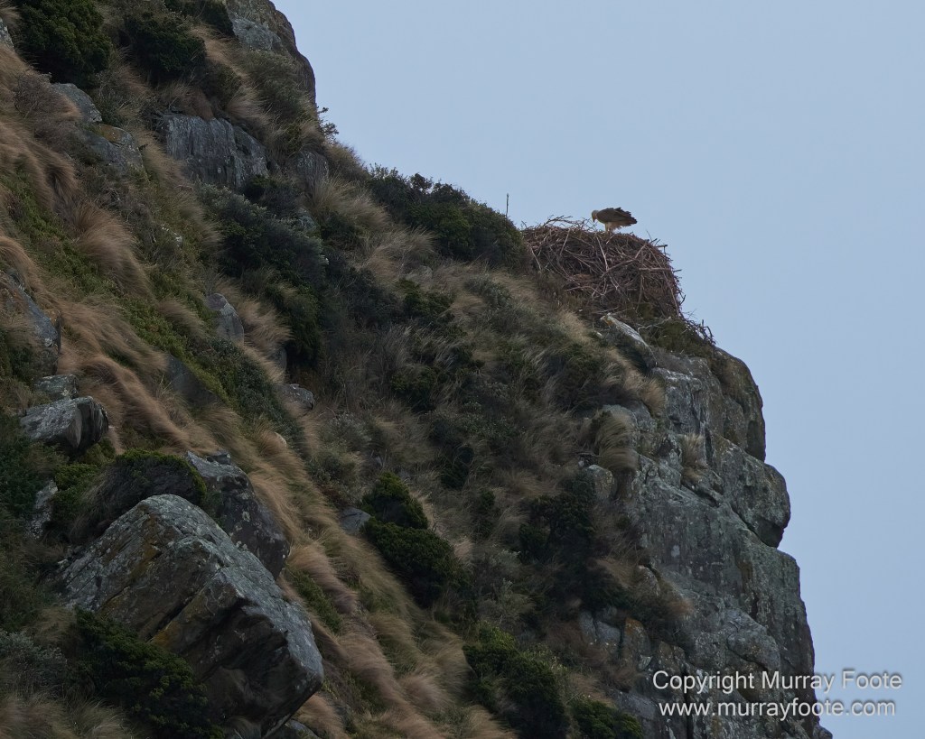 Birds, Cape Pillar, Landscape, Lighthouses, Photography, Port Arthur, Sea Eagle, Seals, Tasman Island, Tasmania, Travel, Whales
