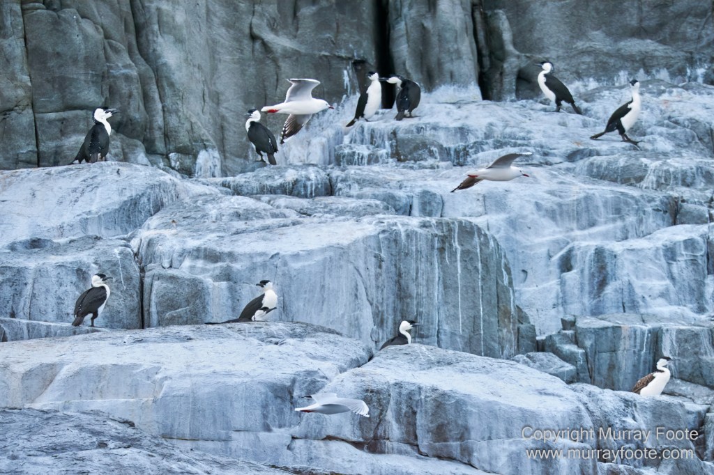 Birds, Cape Pillar, Landscape, Lighthouses, Photography, Port Arthur, Sea Eagle, Seals, Tasman Island, Tasmania, Travel, Whales