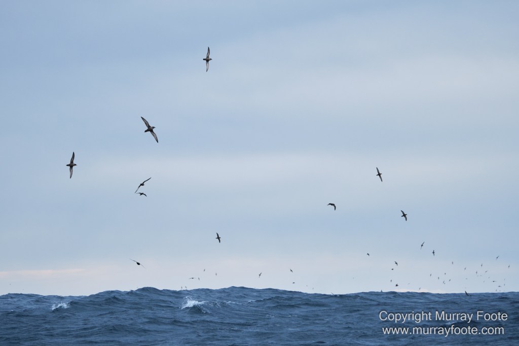 Birds, Cape Pillar, Landscape, Lighthouses, Photography, Port Arthur, Sea Eagle, Seals, Tasman Island, Tasmania, Travel, Whales