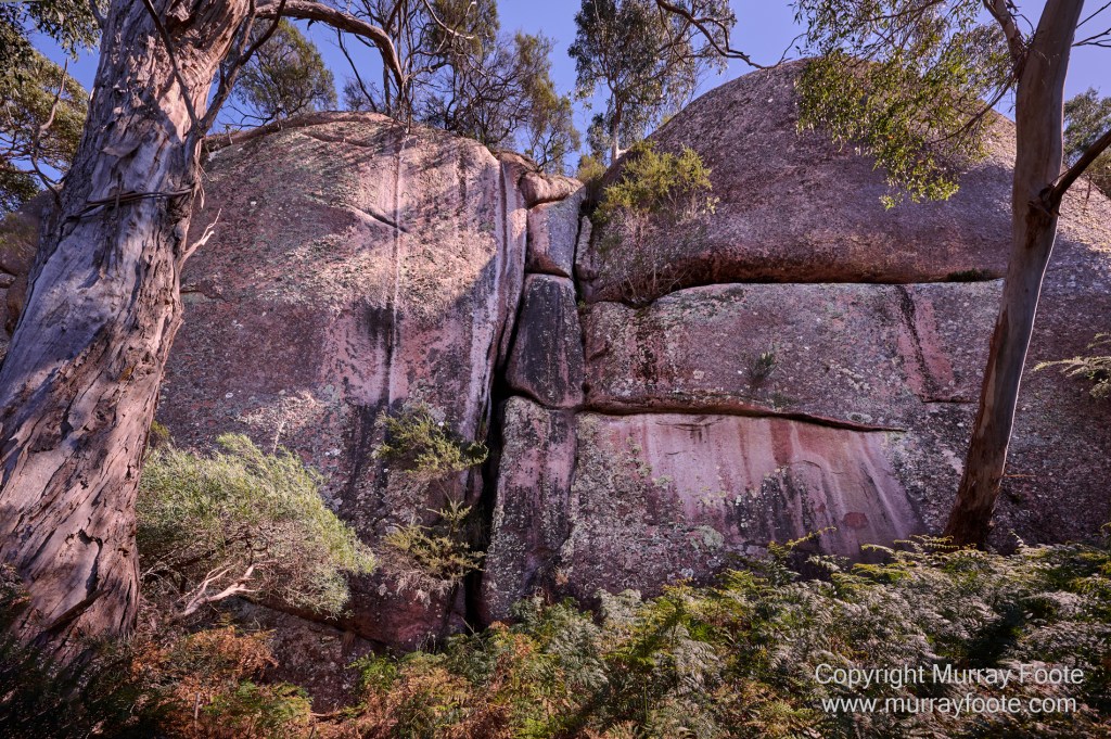 Birds, Coles Bay, Landscape, Macro, Milky Way, Photography, Port Arthur, Sleepy Bay, Tasmania, Tessellated pavement, Thumbs Lookout, Travel