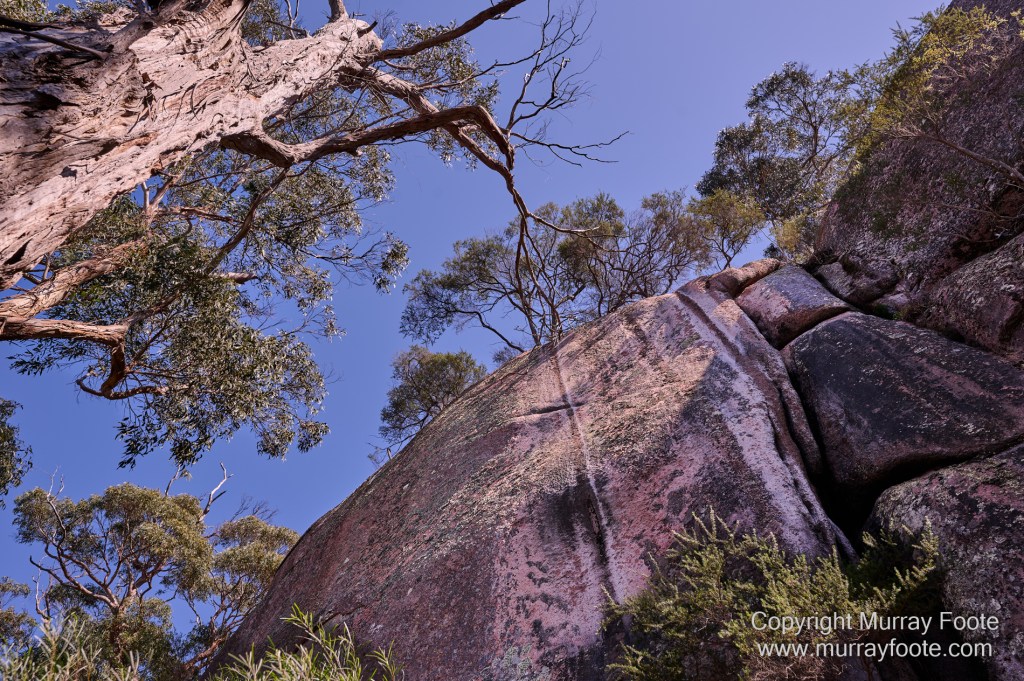 Birds, Coles Bay, Landscape, Macro, Milky Way, Photography, Port Arthur, Sleepy Bay, Tasmania, Tessellated pavement, Thumbs Lookout, Travel