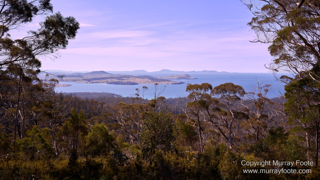 Birds, Coles Bay, Landscape, Macro, Milky Way, Photography, Port Arthur, Sleepy Bay, Tasmania, Tessellated pavement, Thumbs Lookout, Travel