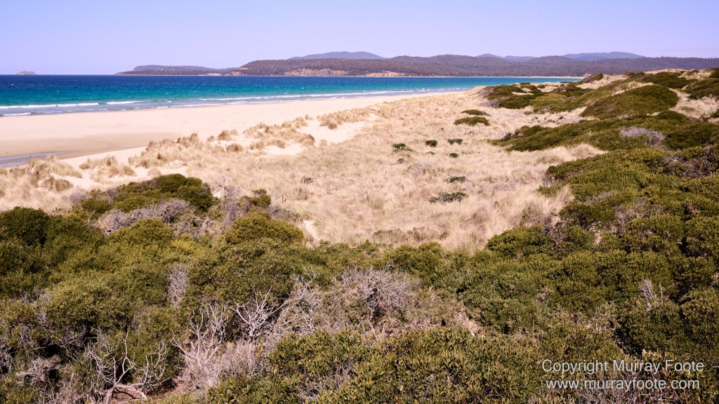 Birds, Coles Bay, Landscape, Macro, Milky Way, Photography, Port Arthur, Sleepy Bay, Tasmania, Tessellated pavement, Thumbs Lookout, Travel
