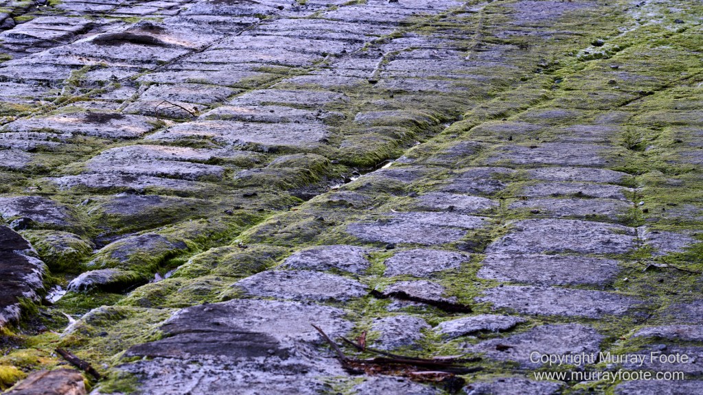 Birds, Coles Bay, Landscape, Macro, Milky Way, Photography, Port Arthur, Sleepy Bay, Tasmania, Tessellated pavement, Thumbs Lookout, Travel