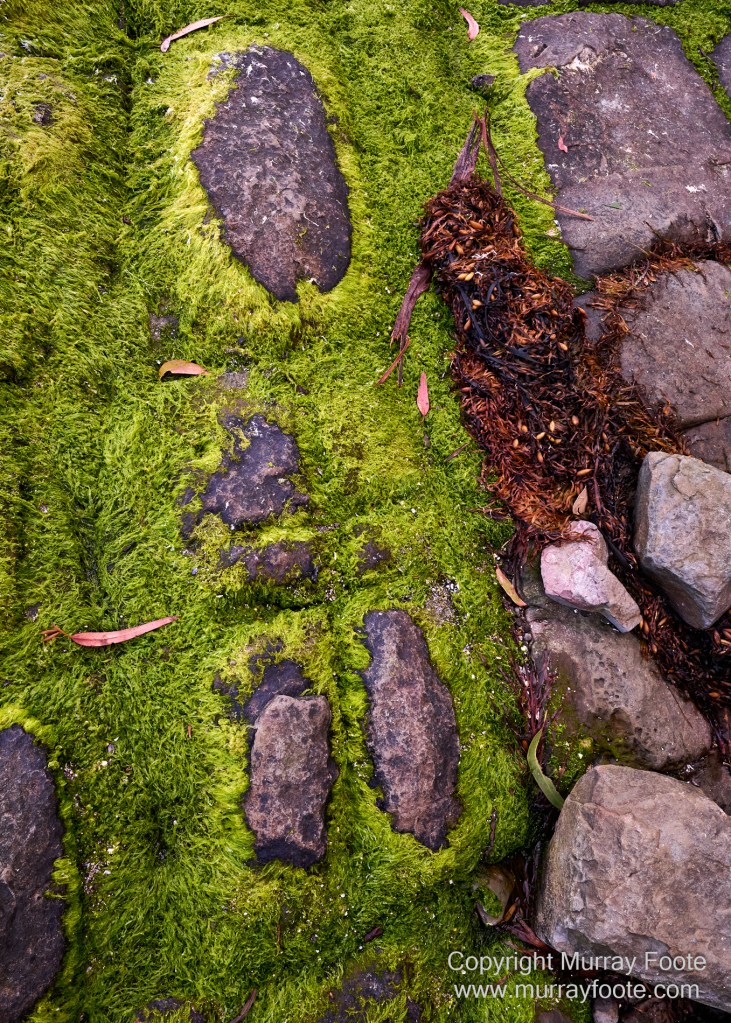 Birds, Coles Bay, Landscape, Macro, Milky Way, Photography, Port Arthur, Sleepy Bay, Tasmania, Tessellated pavement, Thumbs Lookout, Travel