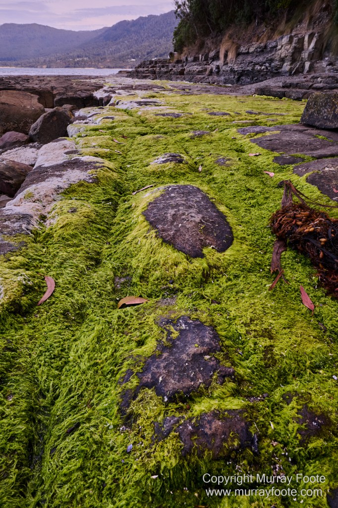 Birds, Coles Bay, Landscape, Macro, Milky Way, Photography, Port Arthur, Sleepy Bay, Tasmania, Tessellated pavement, Thumbs Lookout, Travel