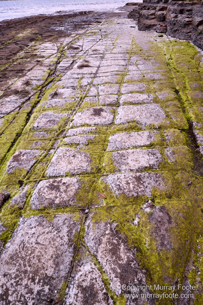 Birds, Coles Bay, Landscape, Macro, Milky Way, Photography, Port Arthur, Sleepy Bay, Tasmania, Tessellated pavement, Thumbs Lookout, Travel