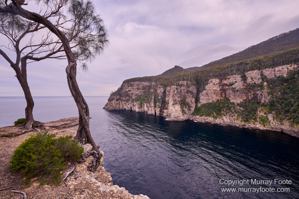 Birds, Coles Bay, Landscape, Macro, Milky Way, Photography, Port Arthur, Sleepy Bay, Tasmania, Tessellated pavement, Thumbs Lookout, Travel
