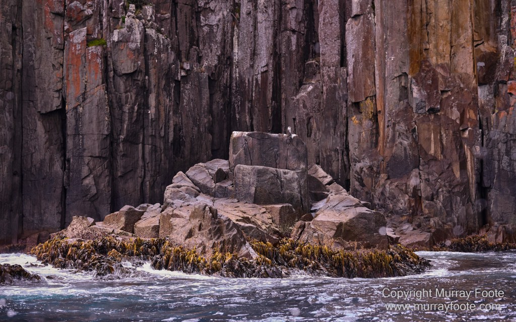 Birds, Cape Pillar, Landscape, Lighthouses, Photography, Port Arthur, Sea Eagle, Seals, Tasman Island, Tasmania, Travel, Whales