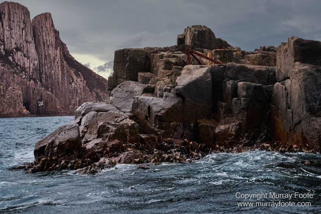 Birds, Cape Pillar, Landscape, Lighthouses, Photography, Port Arthur, Sea Eagle, Seals, Tasman Island, Tasmania, Travel, Whales