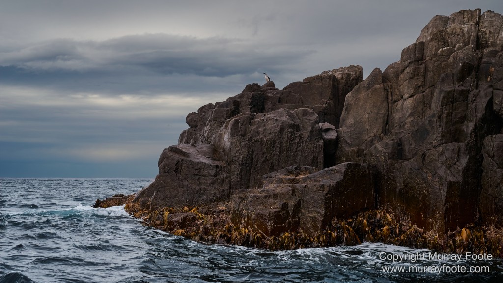 Birds, Cape Pillar, Landscape, Lighthouses, Photography, Port Arthur, Sea Eagle, Seals, Tasman Island, Tasmania, Travel, Whales
