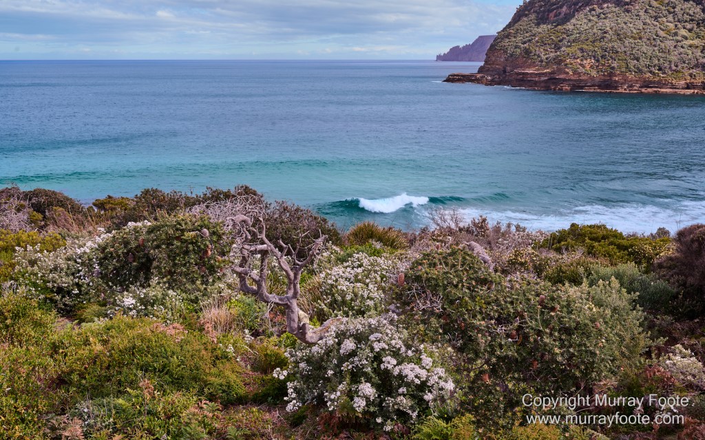 Birds, Cape Pillar, Landscape, Lighthouses, Photography, Port Arthur, Sea Eagle, Seals, Tasman Island, Tasmania, Travel, Whales