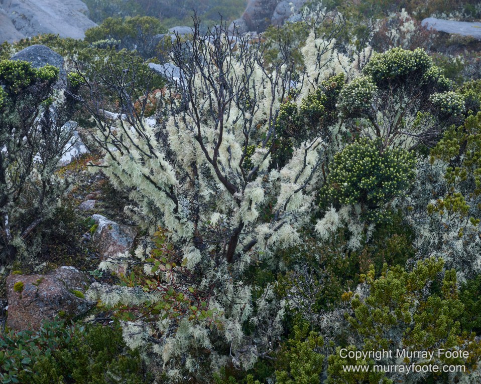 Hobart, Landscape, Mount Wellington, Nature, Photography, Tasmania, Travel, Wilderness