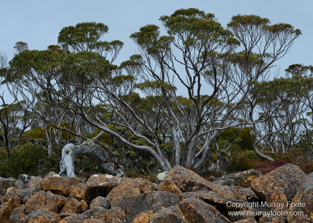 Hobart, Landscape, Mount Wellington, Nature, Photography, Tasmania, Travel, Wilderness
