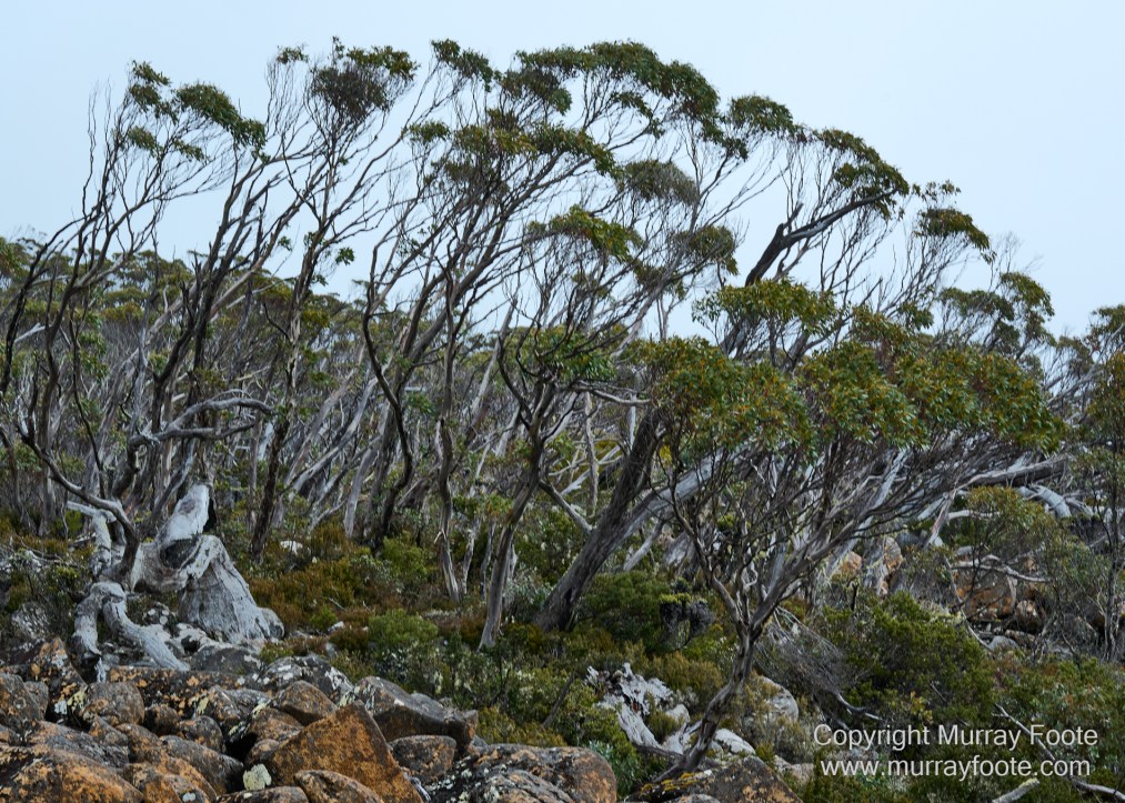 Hobart, Landscape, Mount Wellington, Nature, Photography, Tasmania, Travel, Wilderness