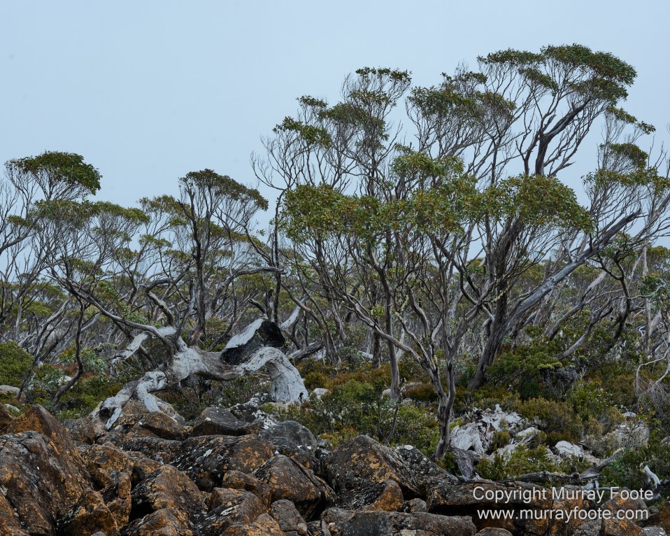 Hobart, Landscape, Mount Wellington, Nature, Photography, Tasmania, Travel, Wilderness