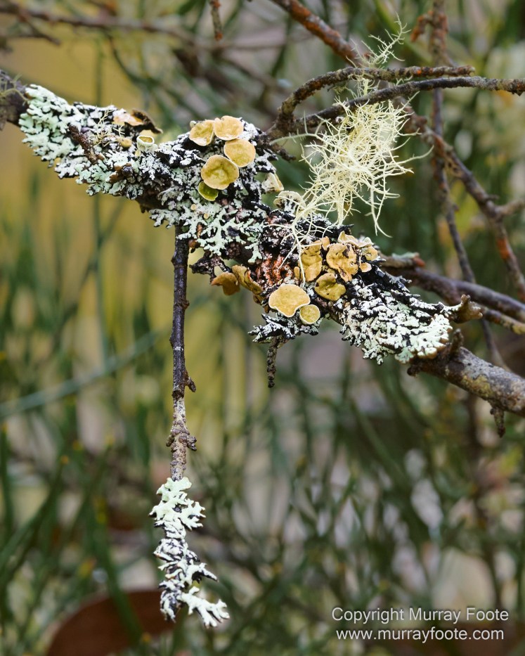 Hobart, Landscape, Mount Wellington, Nature, Photography, Tasmania, Travel, Wilderness