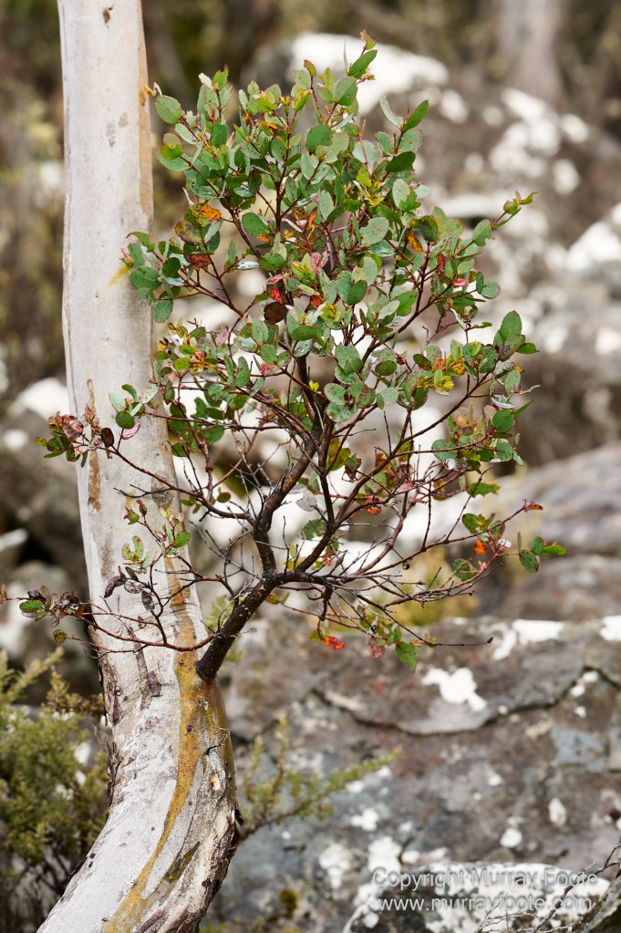 Hobart, Landscape, Mount Wellington, Nature, Photography, Tasmania, Travel, Wilderness