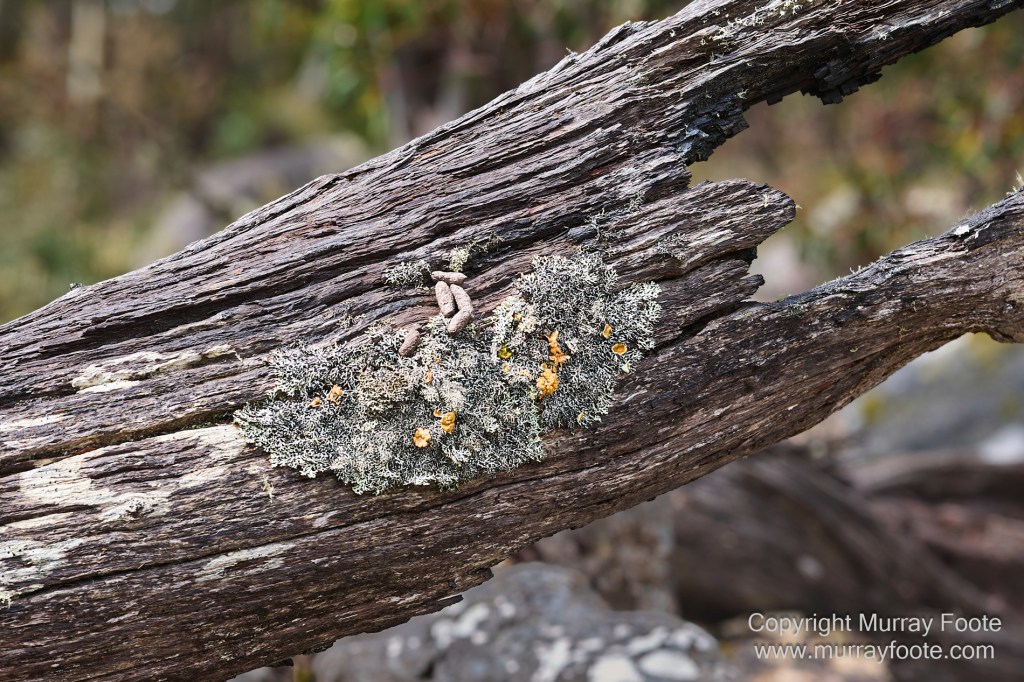 Hobart, Landscape, Mount Wellington, Nature, Photography, Tasmania, Travel, Wilderness