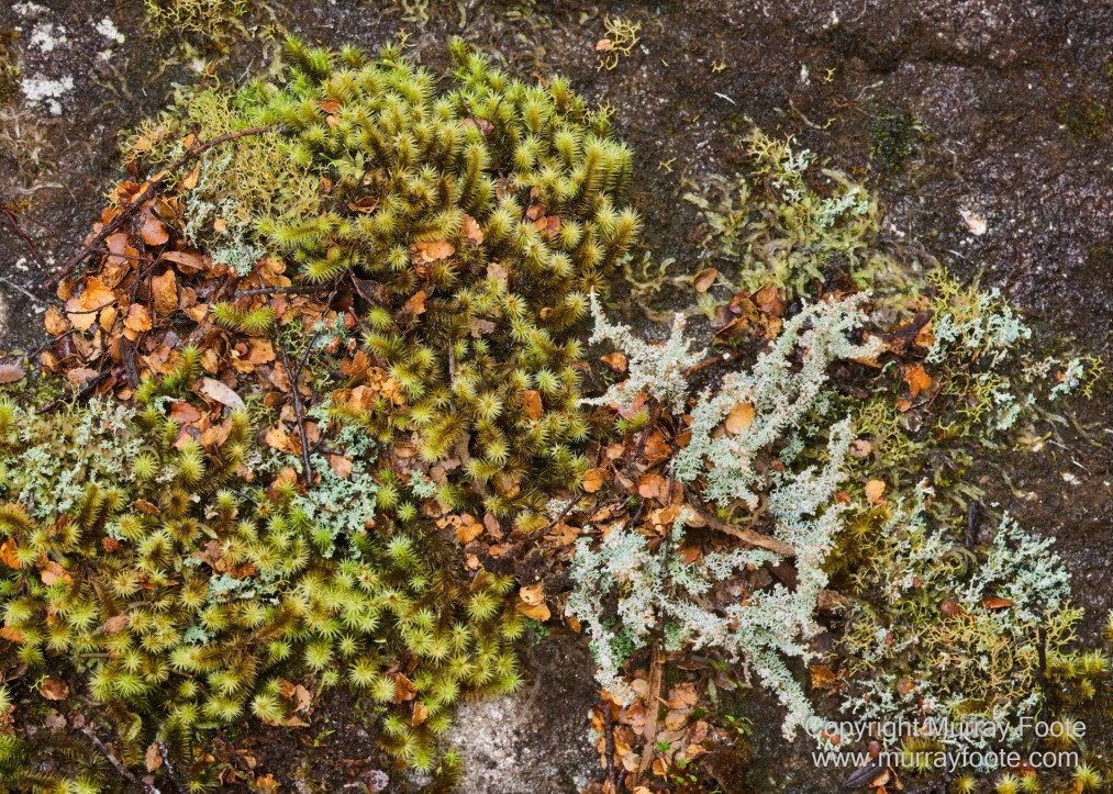 Hobart, Landscape, Mount Wellington, Nature, Photography, Tasmania, Travel, Wilderness