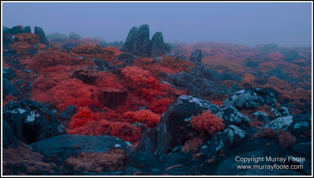 Hobart, Infrared, Landscape, Mount Wellington, Nature, Photography, Tasmania, Travel, Wilderness