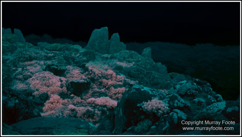 Hobart, Infrared, Landscape, Mount Wellington, Nature, Photography, Tasmania, Travel, Wilderness