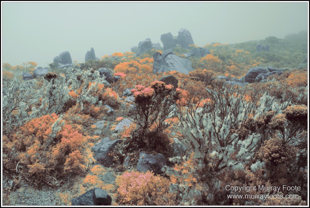 Hobart, Infrared, Landscape, Mount Wellington, Nature, Photography, Tasmania, Travel, Wilderness