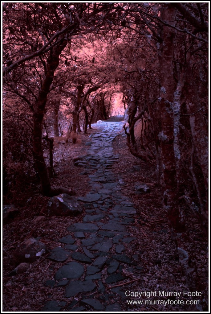 Hobart, Infrared, Landscape, Mount Wellington, Nature, Photography, Tasmania, Travel, Wilderness