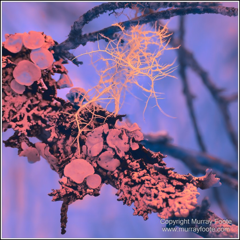 Hobart, Infrared, Landscape, Mount Wellington, Nature, Photography, Tasmania, Travel, Wilderness