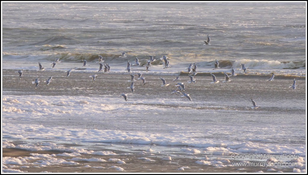 Architecture, Landscape, Linda Cafe, Nature, Nelson Falls, Photography, Tasmania, Travel, Wilderness