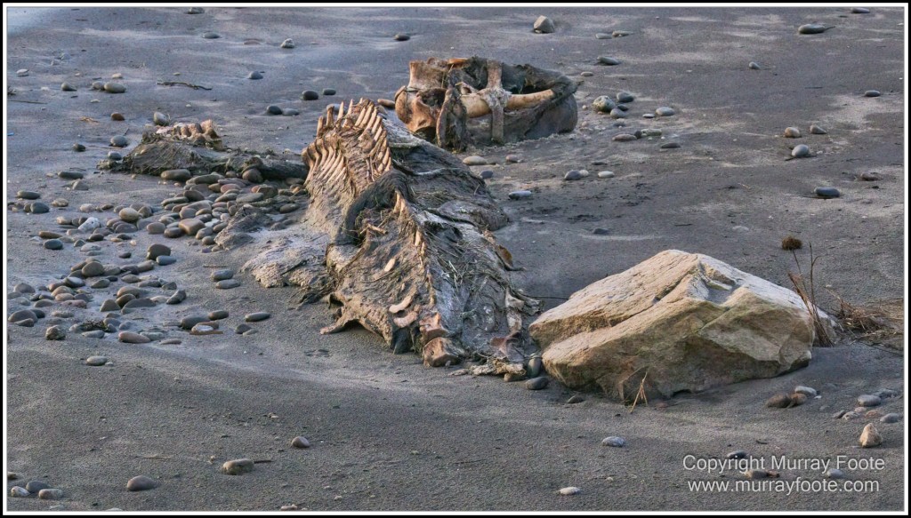 Architecture, Landscape, Linda Cafe, Nature, Nelson Falls, Photography, Tasmania, Travel, Wilderness