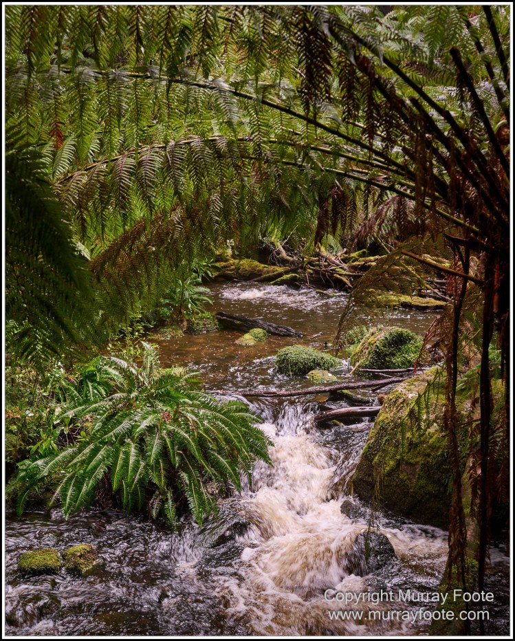 Architecture, Landscape, Linda Cafe, Nature, Nelson Falls, Photography, Tasmania, Travel, Wilderness