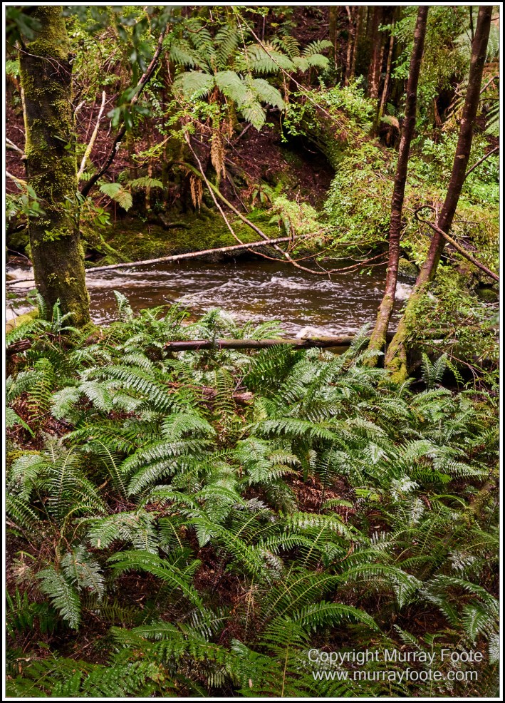 Architecture, Landscape, Linda Cafe, Nature, Nelson Falls, Photography, Tasmania, Travel, Wilderness