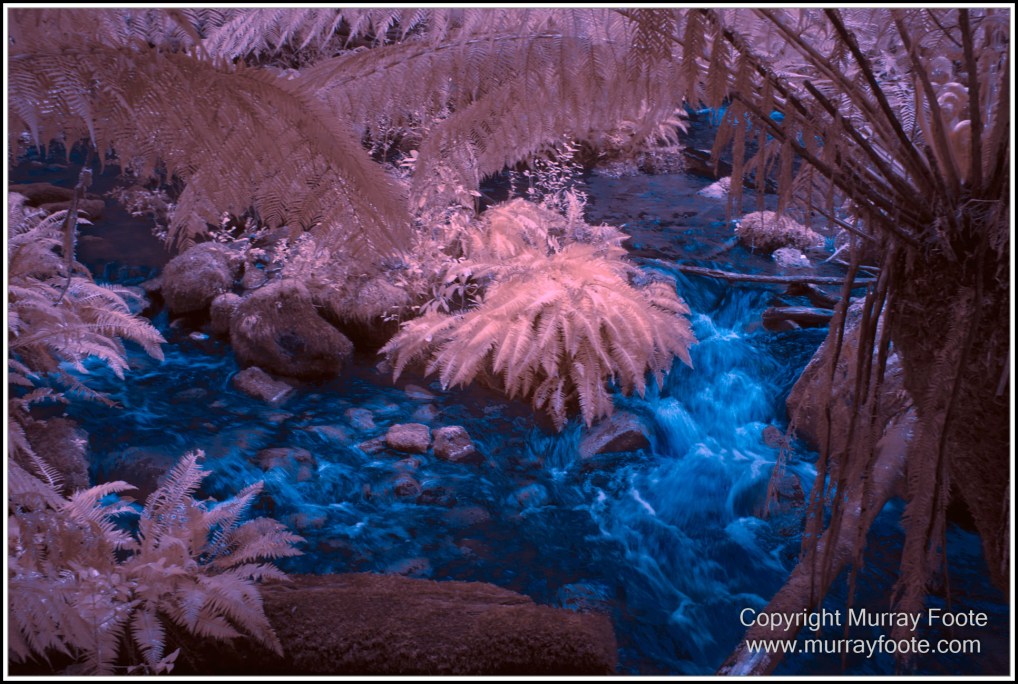 Gordon River, Infrared, Landscape, Macquarie Harbour, Nature, Nelson Falls, Photography, Tasmania, Travel, Wilderness