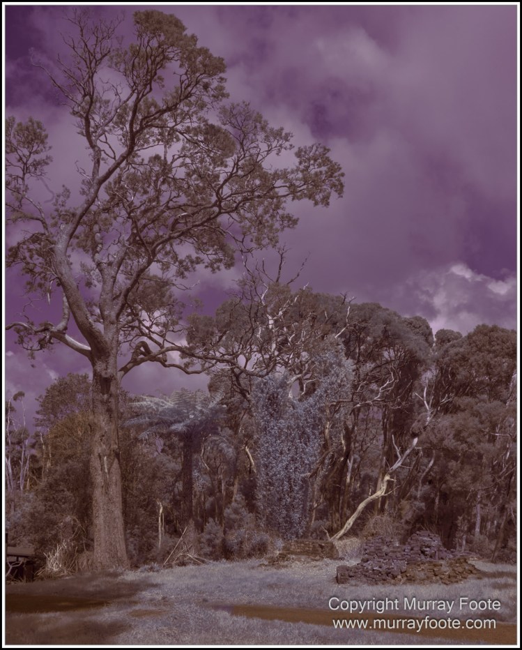 Hogarth Falls, Infrared, Landscape, Macquarie Harbour, Maria Island, Nature, Photography, Tasmania, Travel, Wilderness