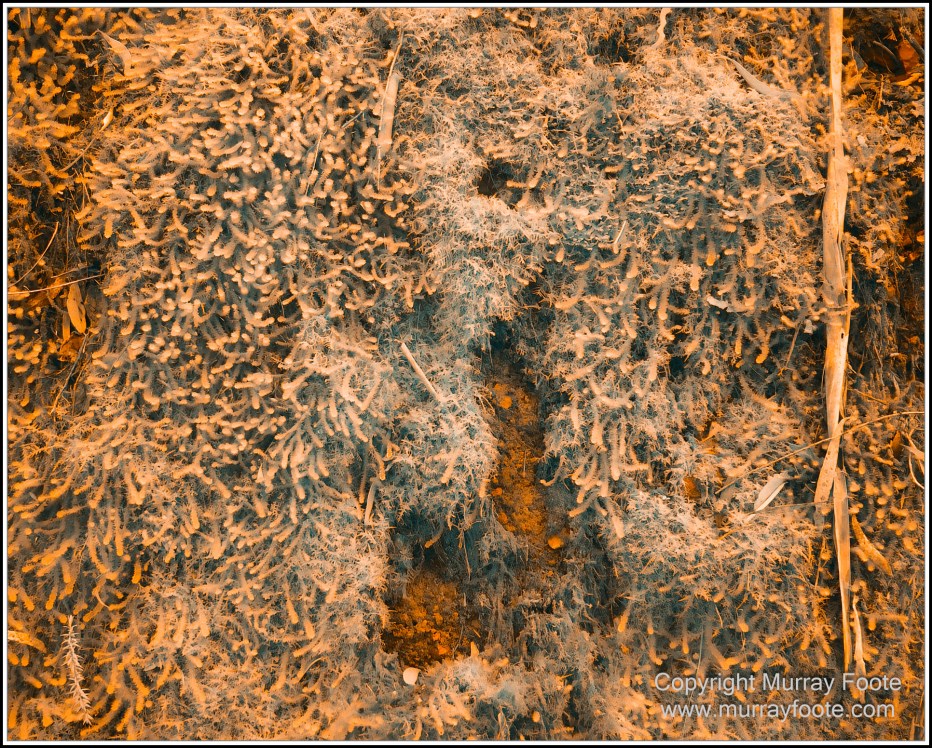 Hogarth Falls, Infrared, Landscape, Macquarie Harbour, Maria Island, Nature, Photography, Tasmania, Travel, Wilderness