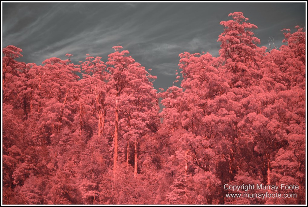 Infrared, Landscape, Nature, Photography, Pieman Heads, Pieman River, Pieman River Cruise, Reflections, Tasmania, Travel, Wilderness