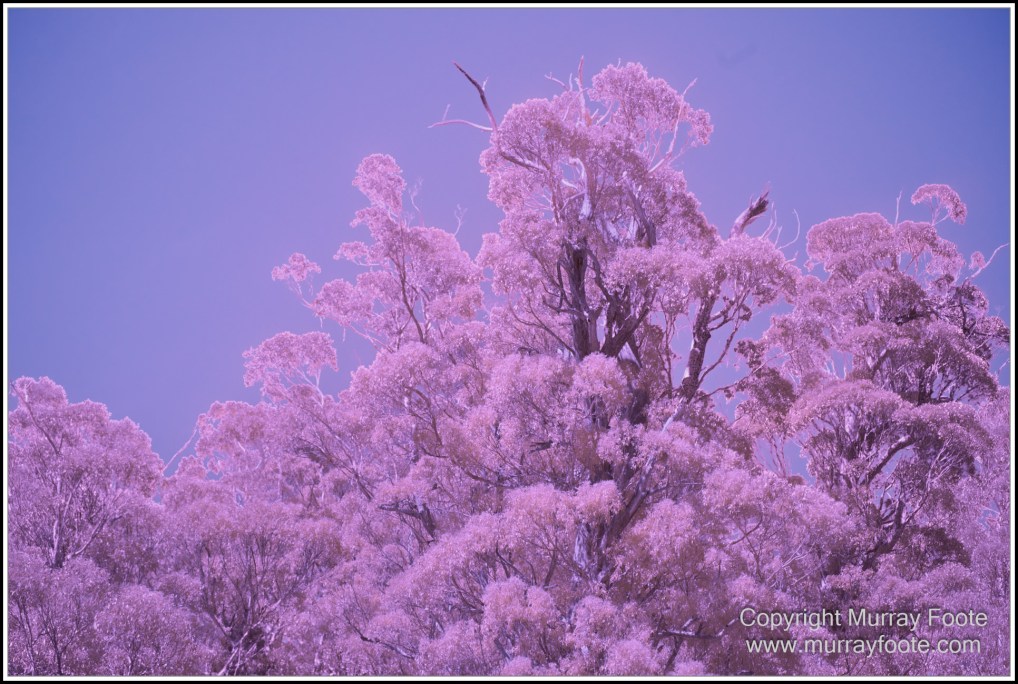 Infrared, Landscape, Nature, Photography, Pieman Heads, Pieman River, Pieman River Cruise, Reflections, Tasmania, Travel, Wilderness