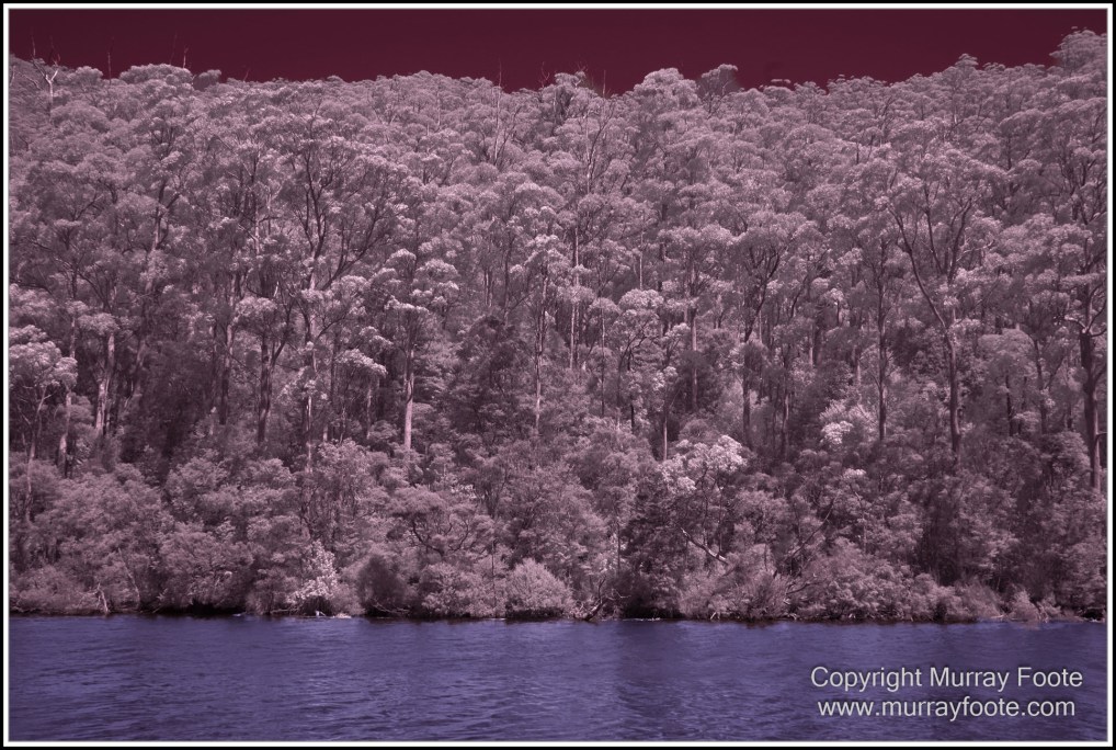 Infrared, Landscape, Nature, Photography, Pieman Heads, Pieman River, Pieman River Cruise, Reflections, Tasmania, Travel, Wilderness